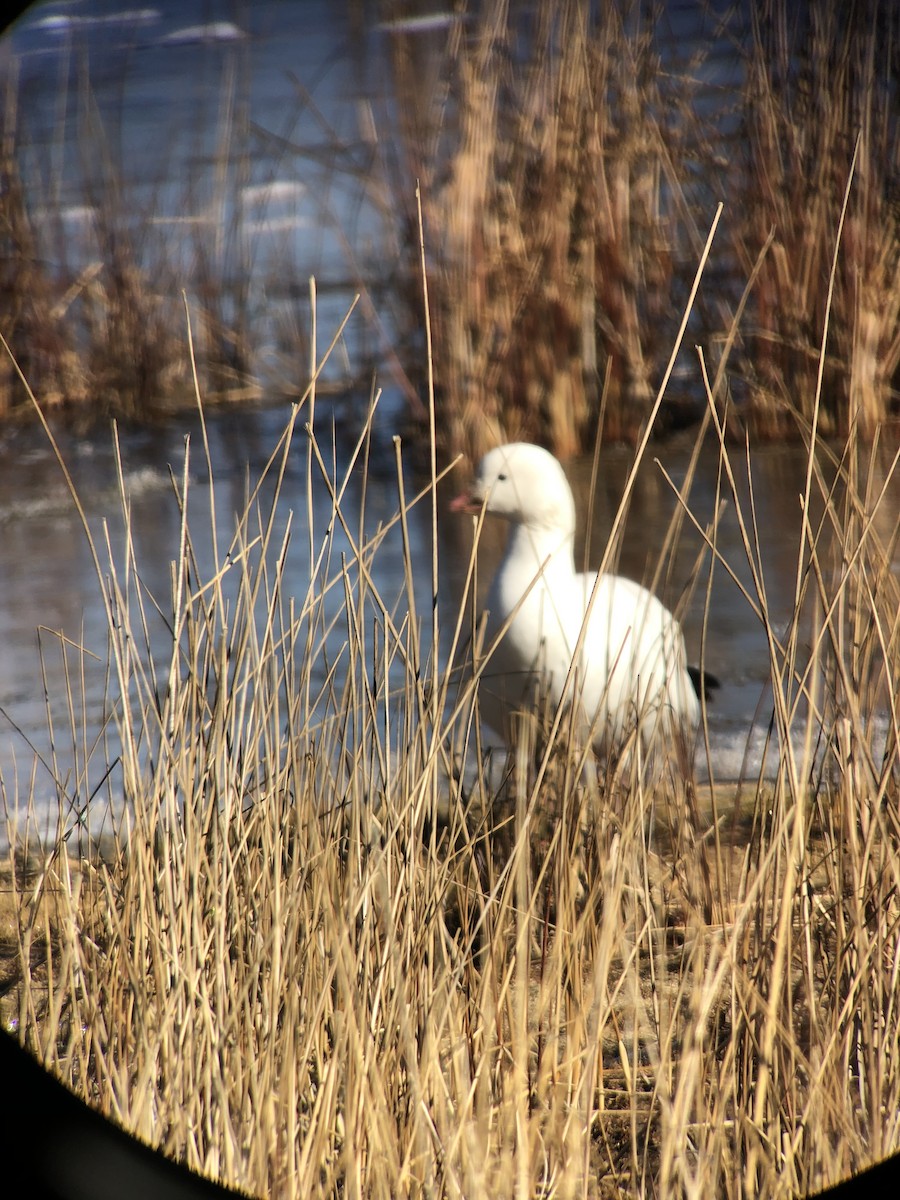 Ross's Goose - ML626920973