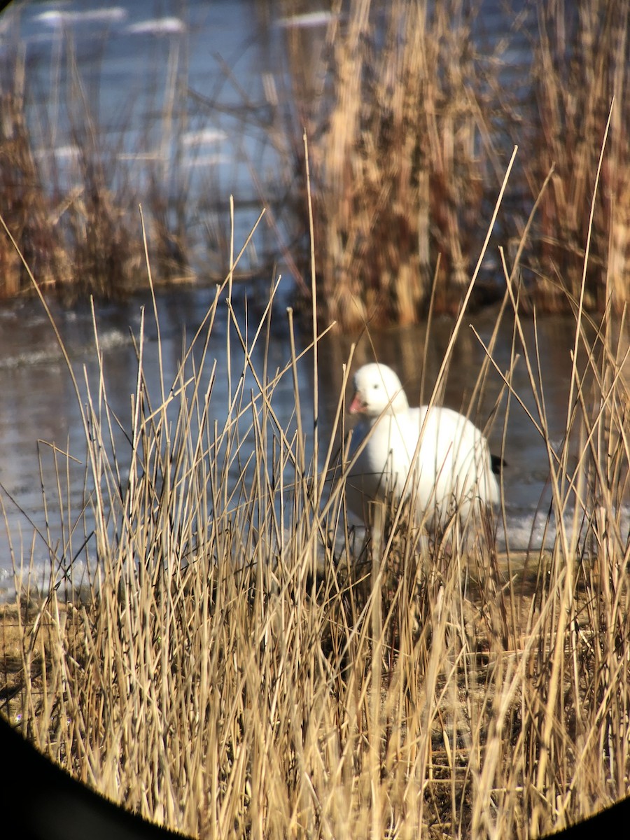 Ross's Goose - ML626920975