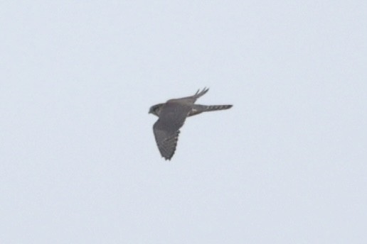 Merlin - ML626920997