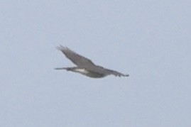 diurnal raptor sp. - ML626921019