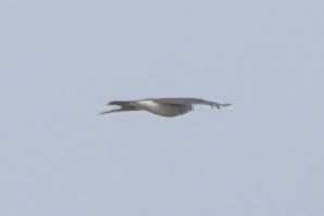 diurnal raptor sp. - ML626921020
