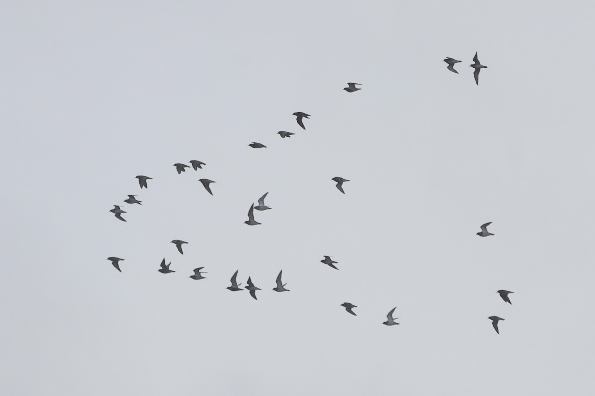European Golden-Plover - ML626921034