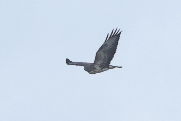 Common Buzzard - ML626921039