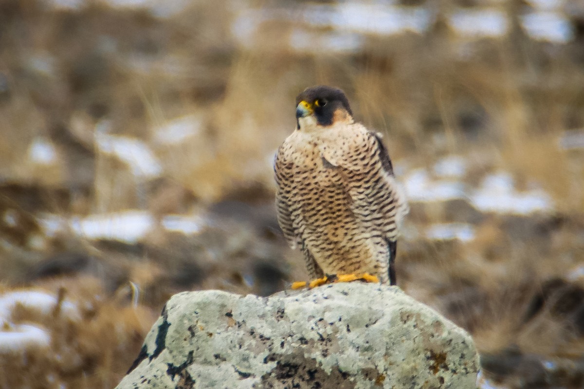 Halcón Peregrino - ML626921067