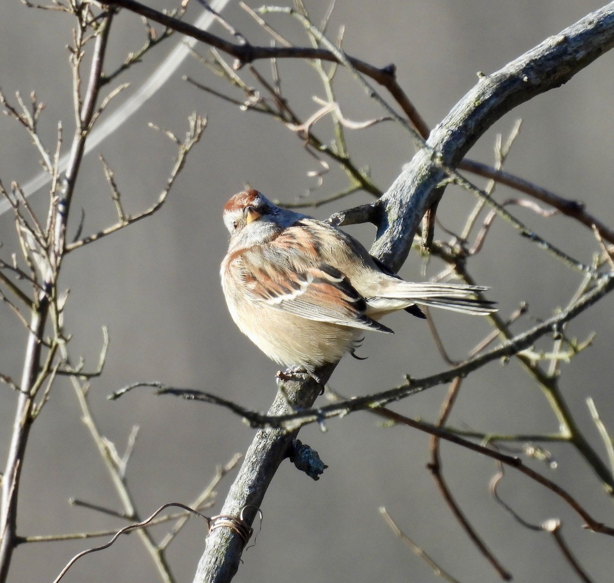 American Tree Sparrow - ML626921629