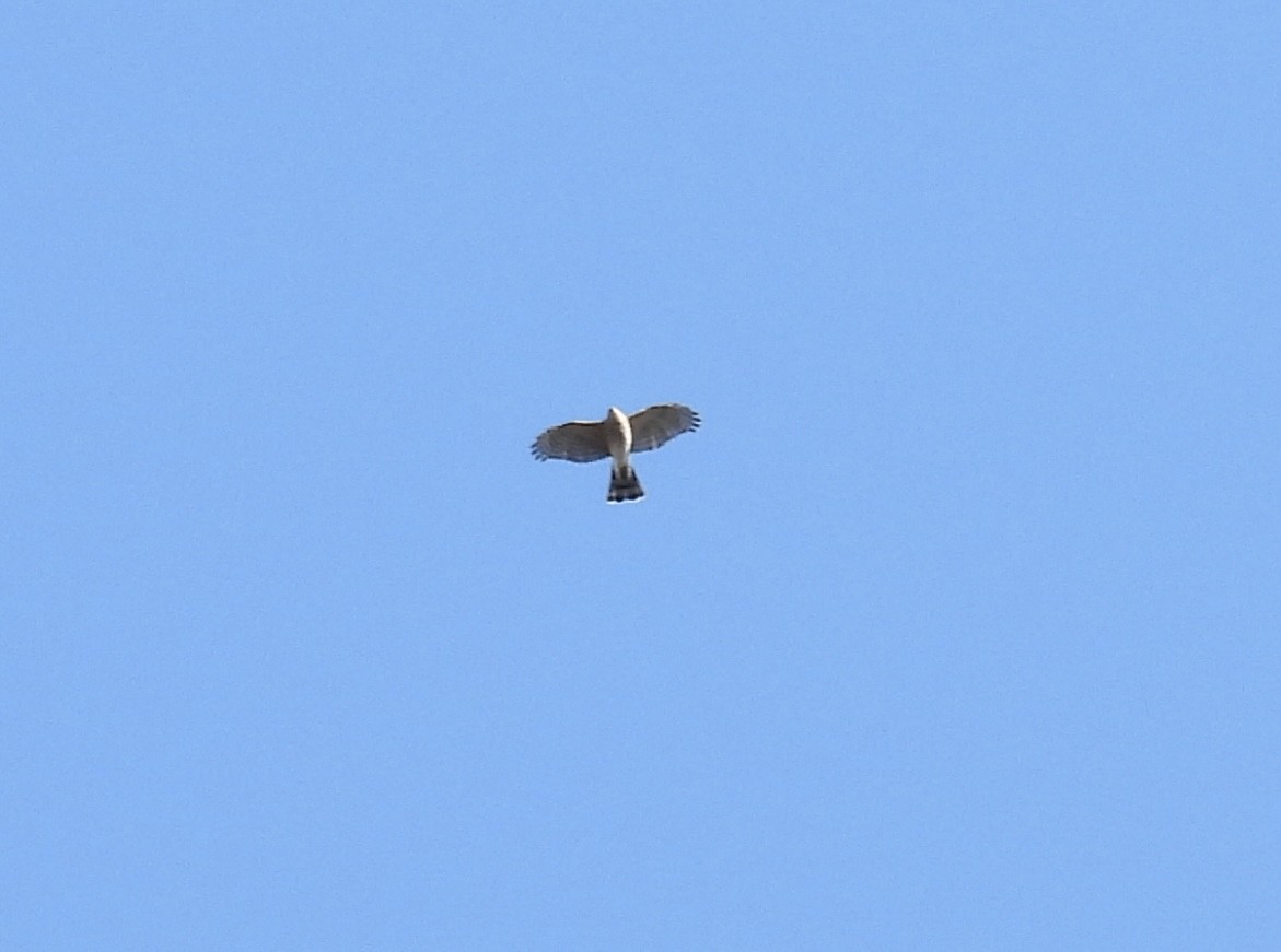 Sharp-shinned Hawk - ML626921734