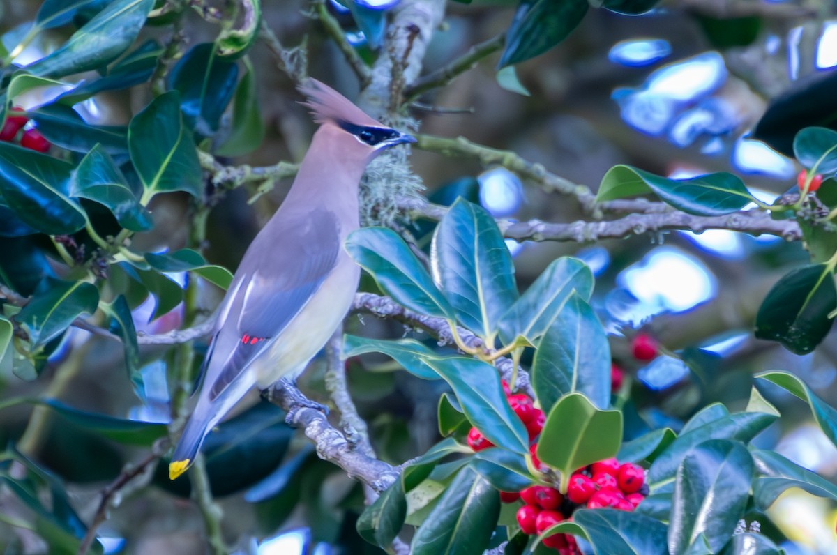 Cedar Waxwing - ML626921835