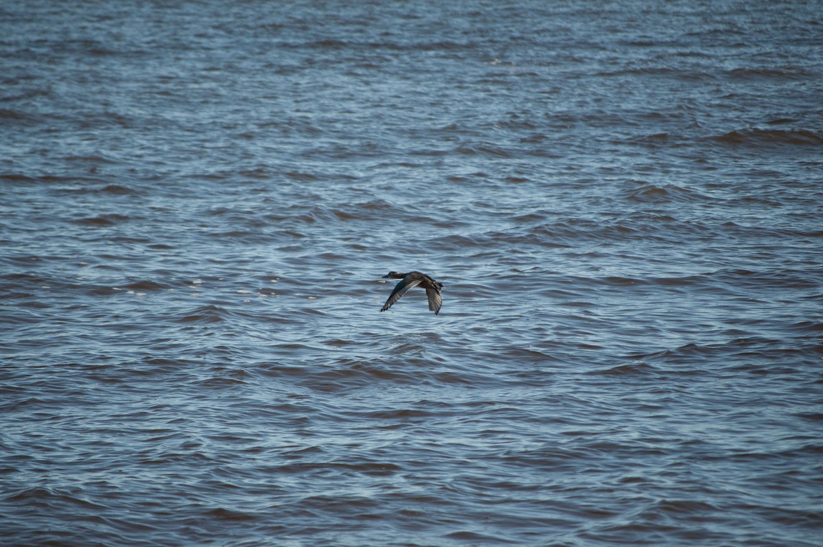 Redhead - ML626921843