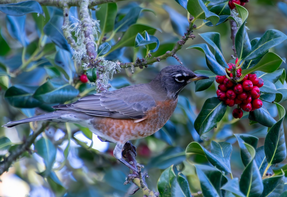 American Robin - ML626921853