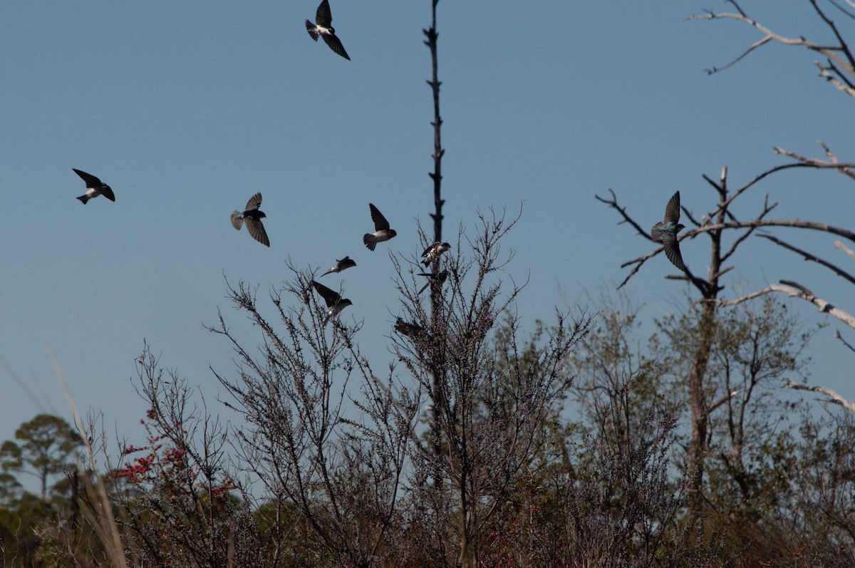 Tree Swallow - ML626921887