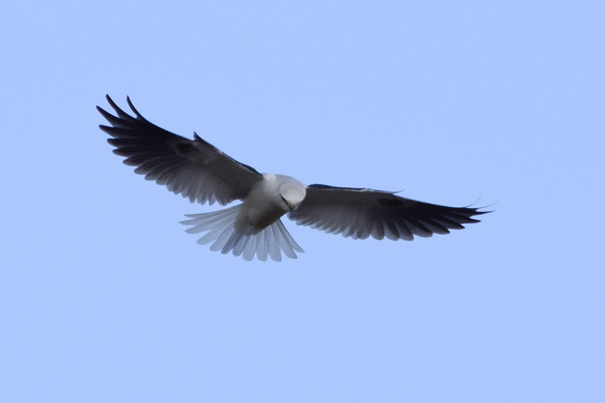 White-tailed Kite - ML626921983