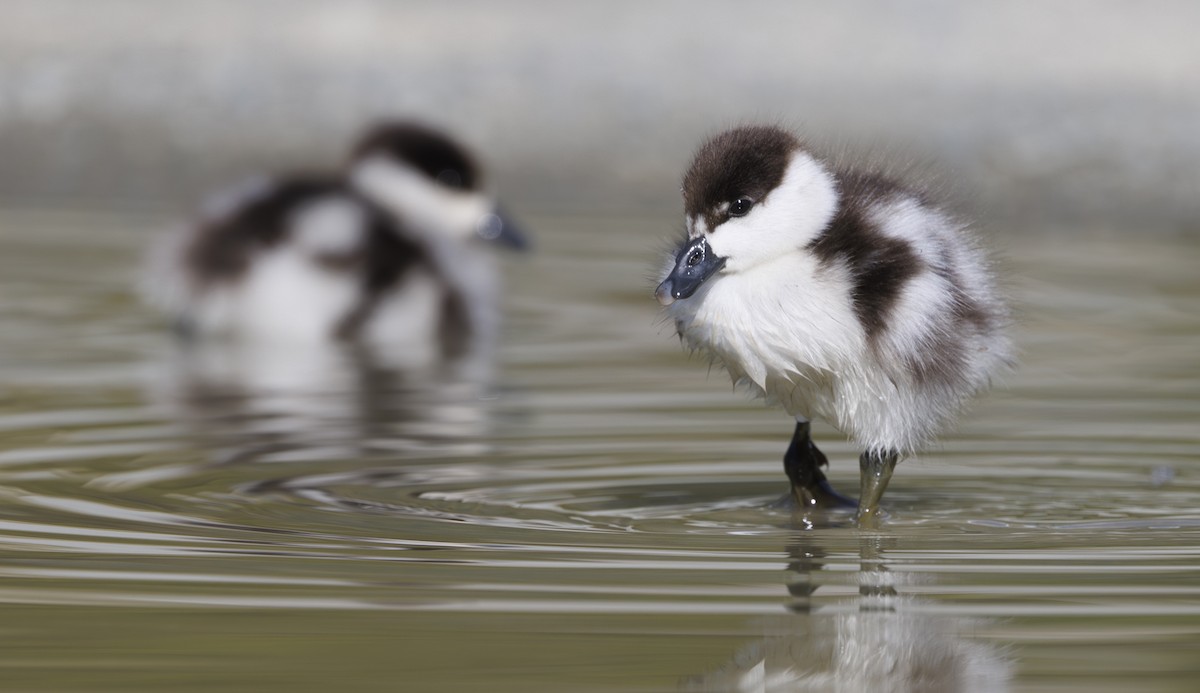 Paradise Shelduck - ML626922051