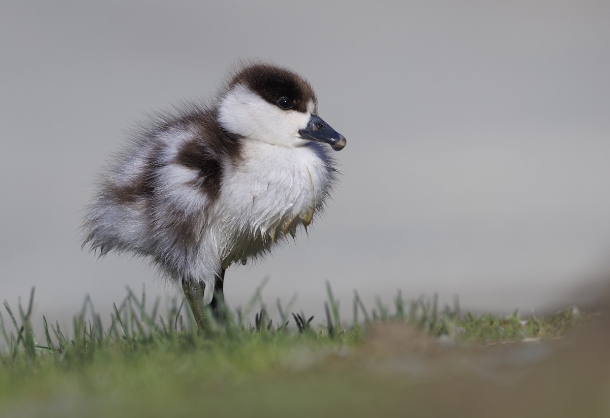 Paradise Shelduck - ML626922052