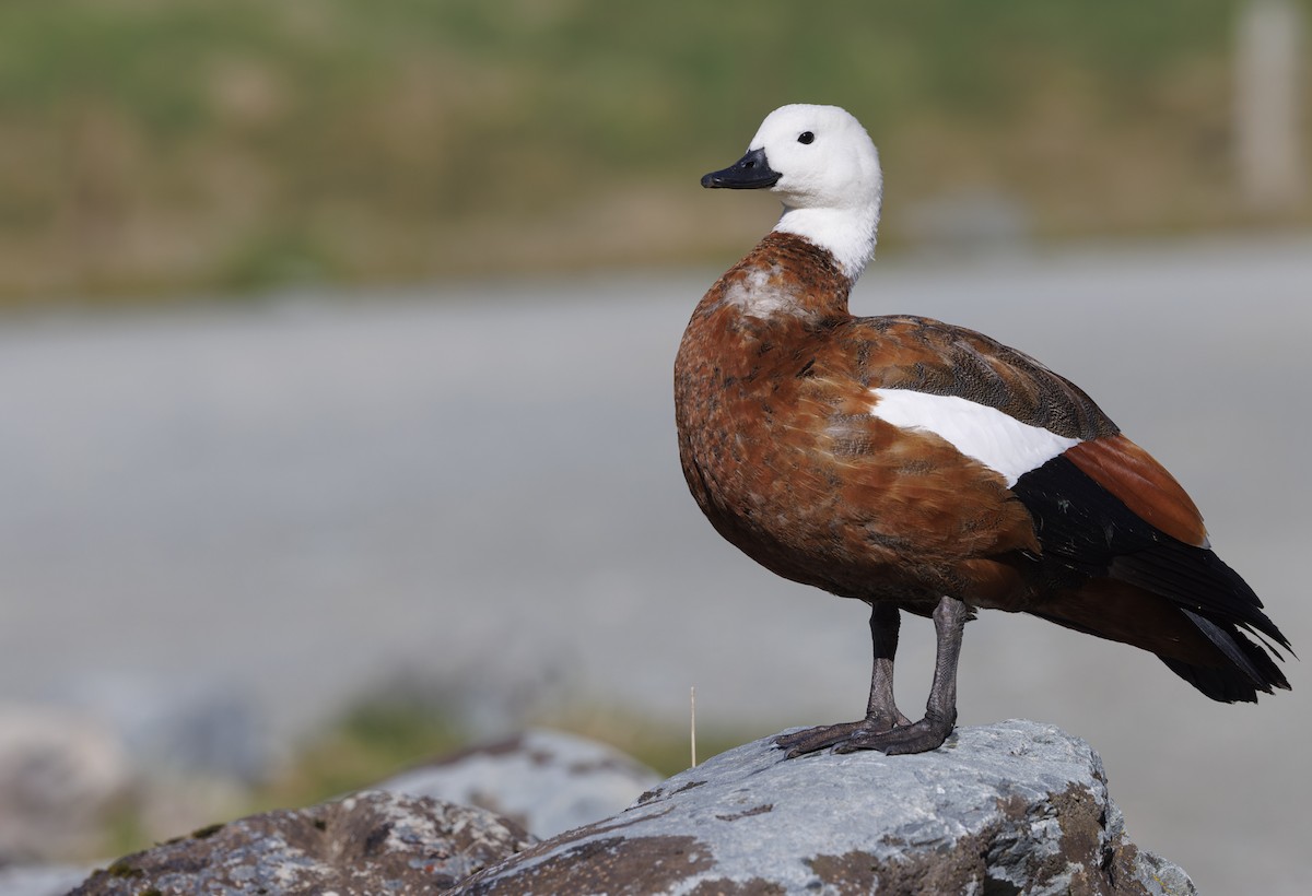 Paradise Shelduck - ML626922053