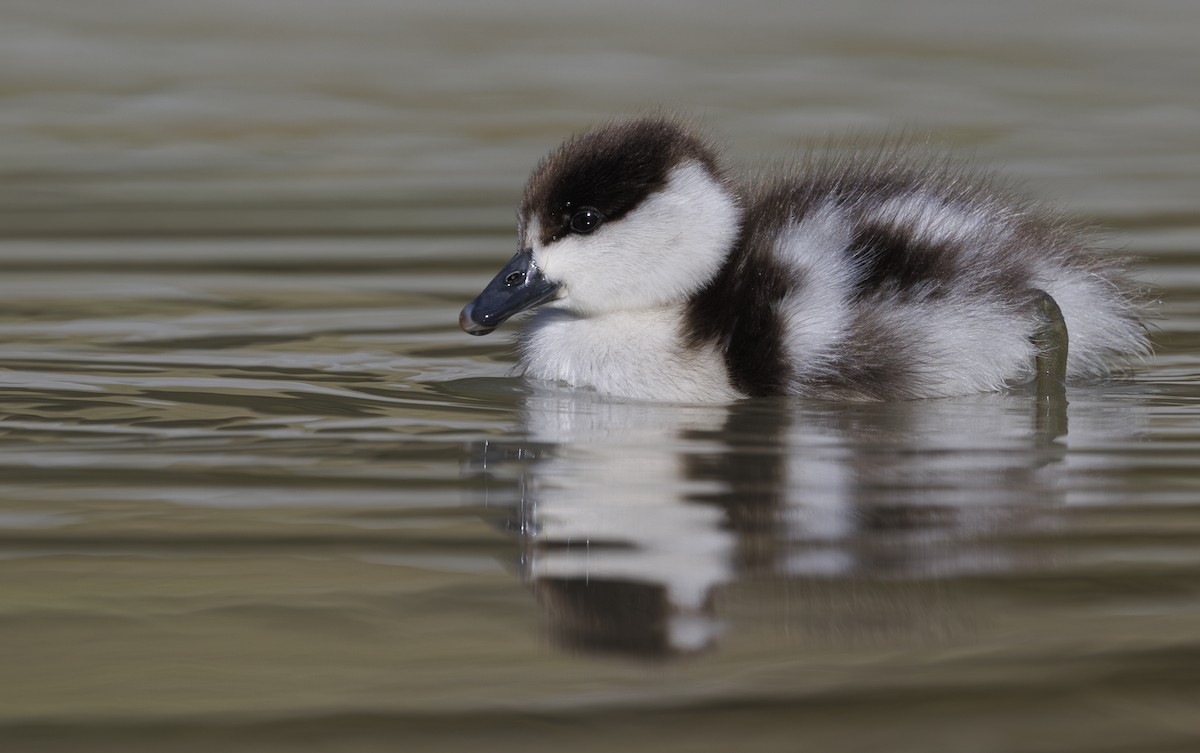 Paradise Shelduck - ML626922054