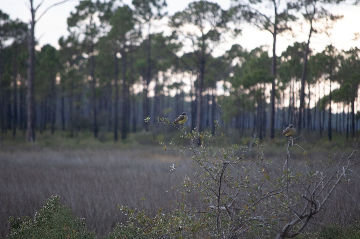 Western Kingbird - ML626922082
