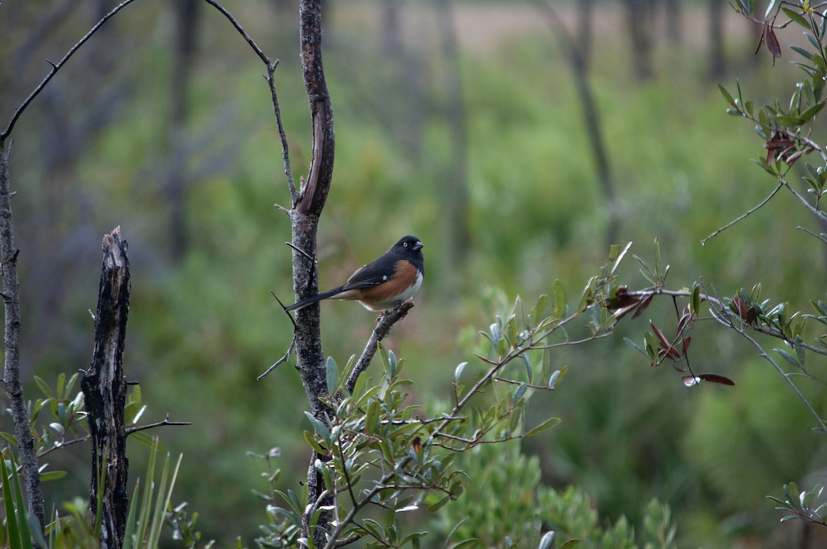 Eastern Towhee - ML626922144