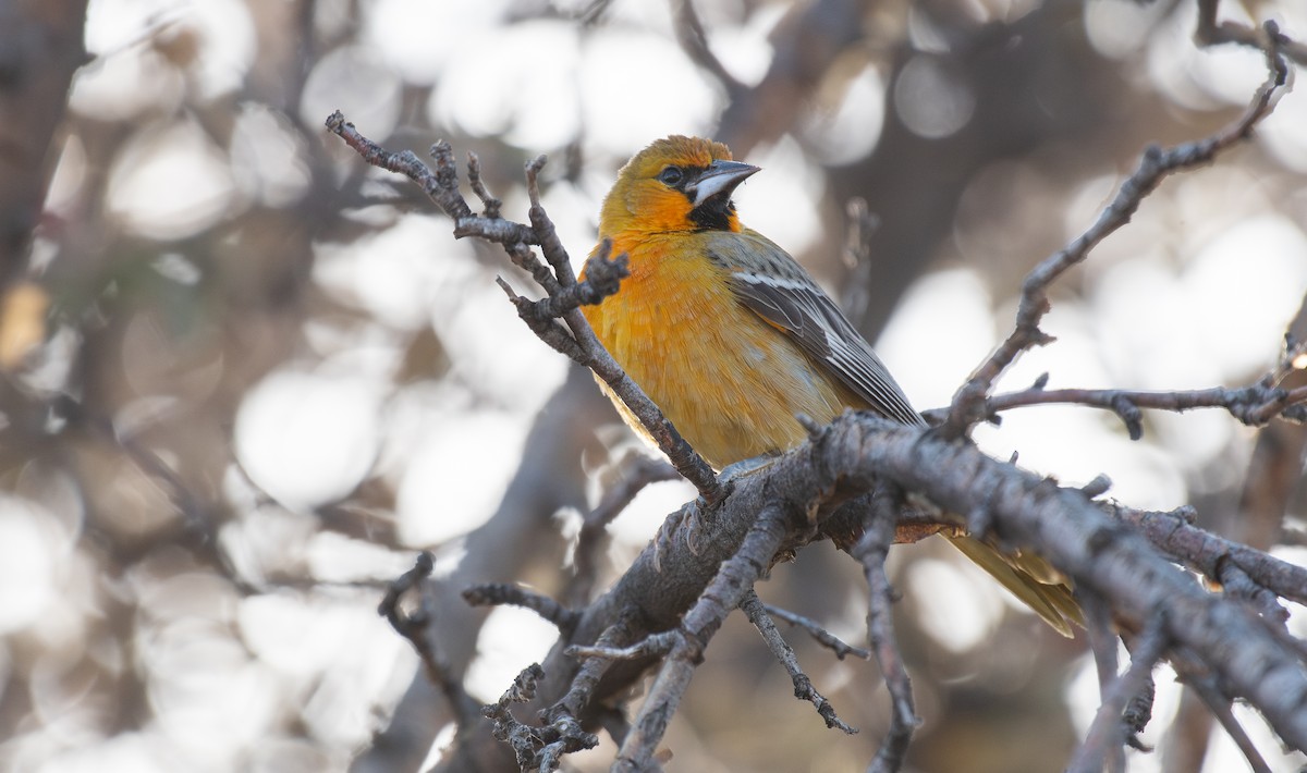 Streak-backed Oriole - ML626922171