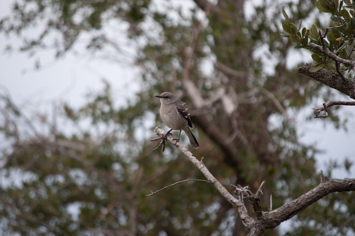 Northern Mockingbird - ML626922173