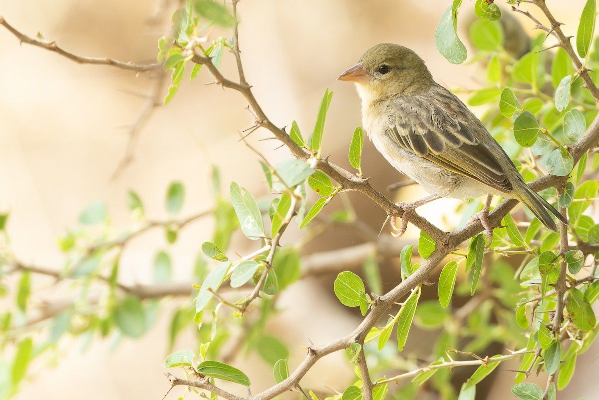 Rüppell's Weaver - ML626922206