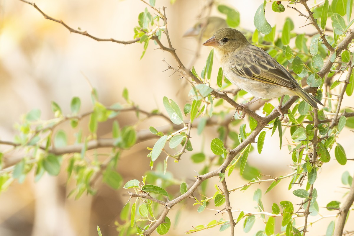 Rüppell's Weaver - ML626922209