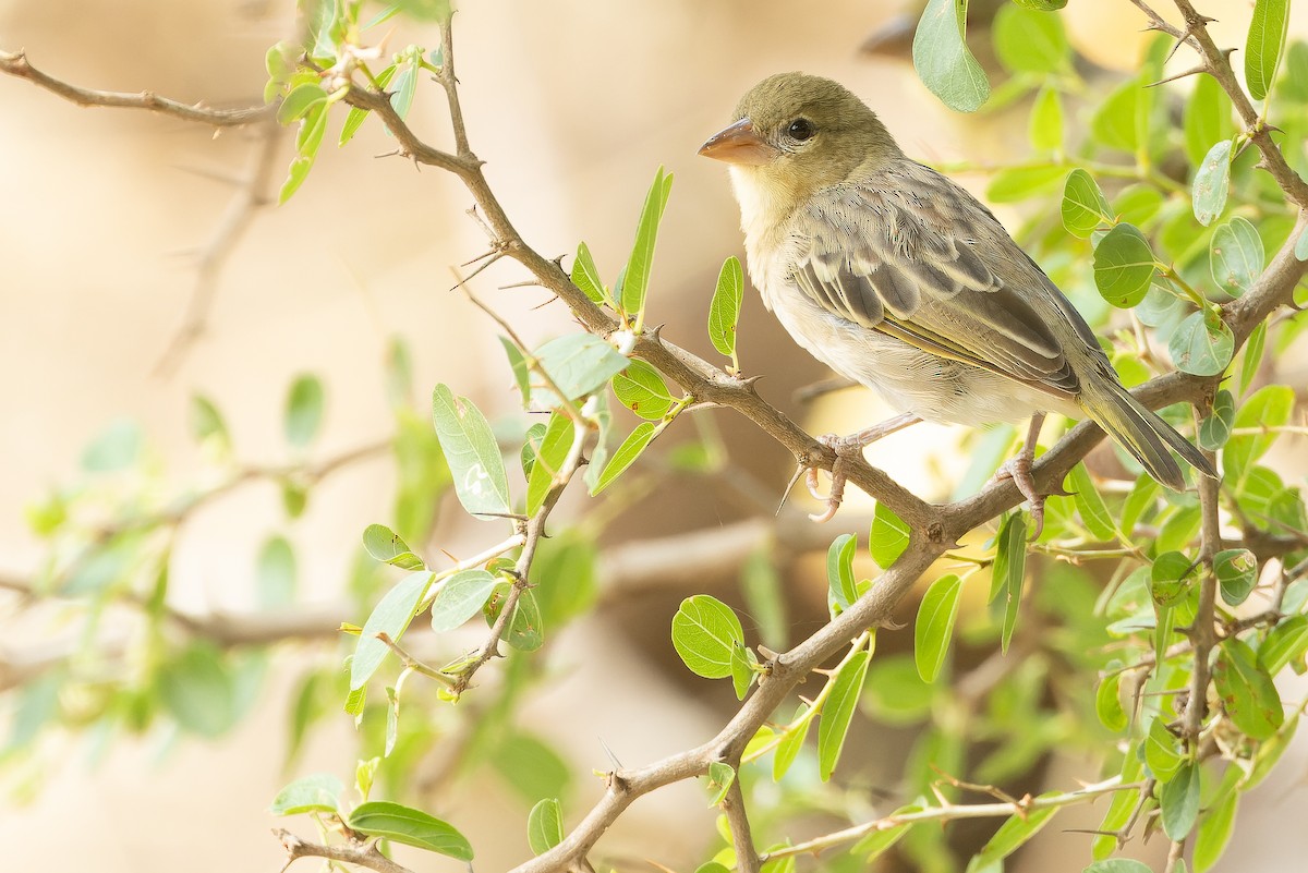 Rüppell's Weaver - ML626922210