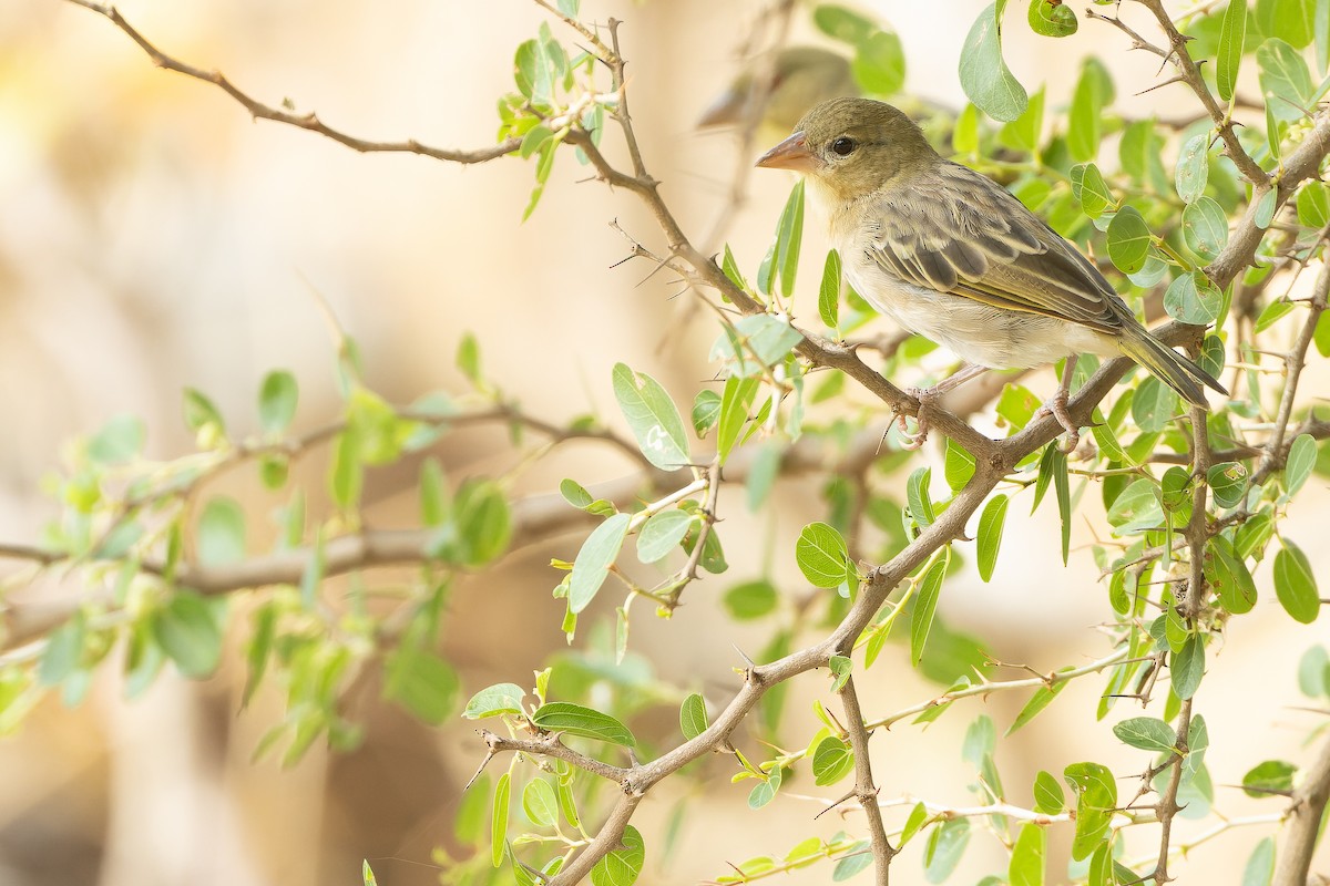 Rüppell's Weaver - ML626922211