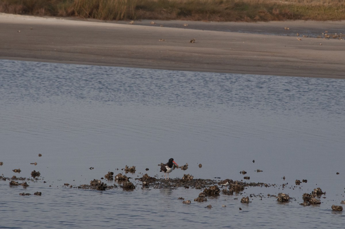 American Oystercatcher - ML626922212