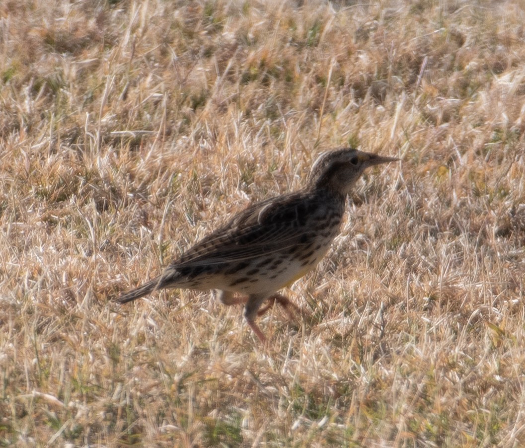 Western Meadowlark - ML626922293