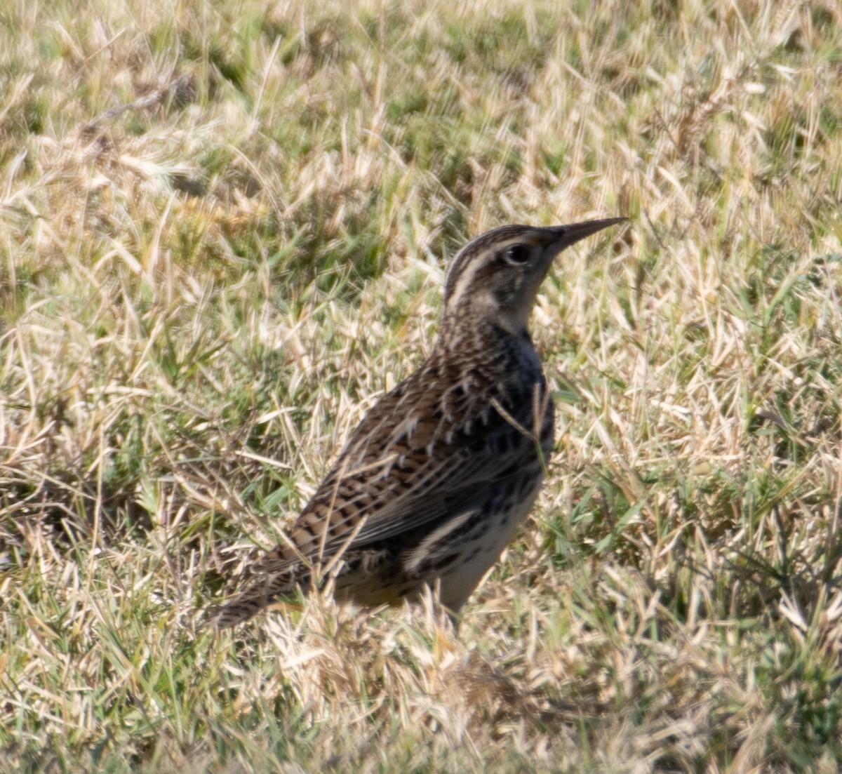 Western Meadowlark - ML626922294