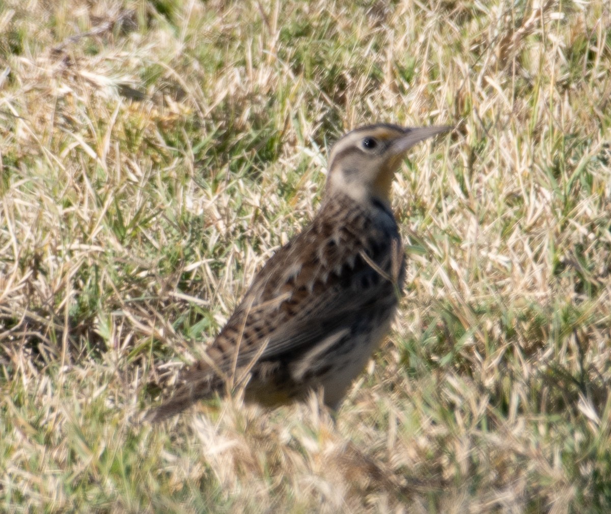 Western Meadowlark - ML626922295