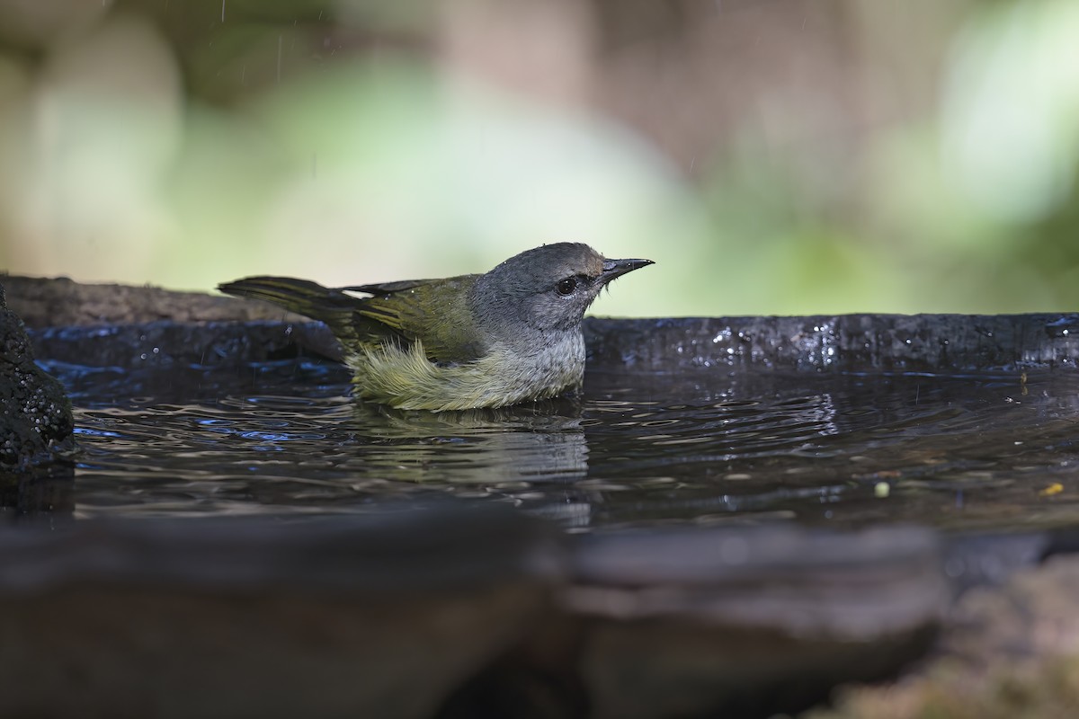 Javabrillenvogel - ML626922537