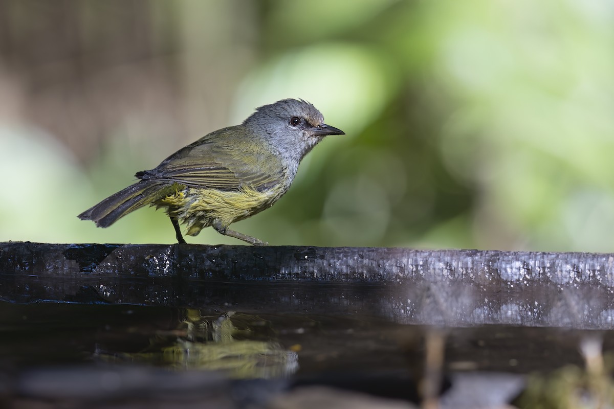 Javabrillenvogel - ML626922538
