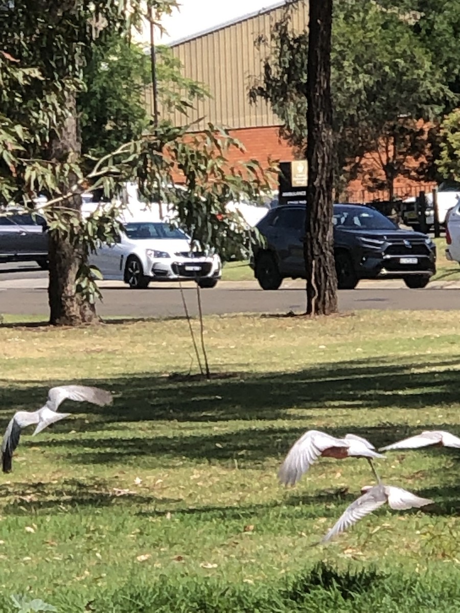 Galah - ML626922616