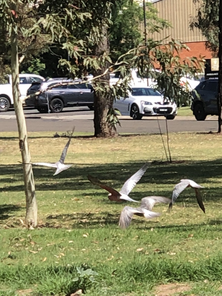 Galah - ML626922617