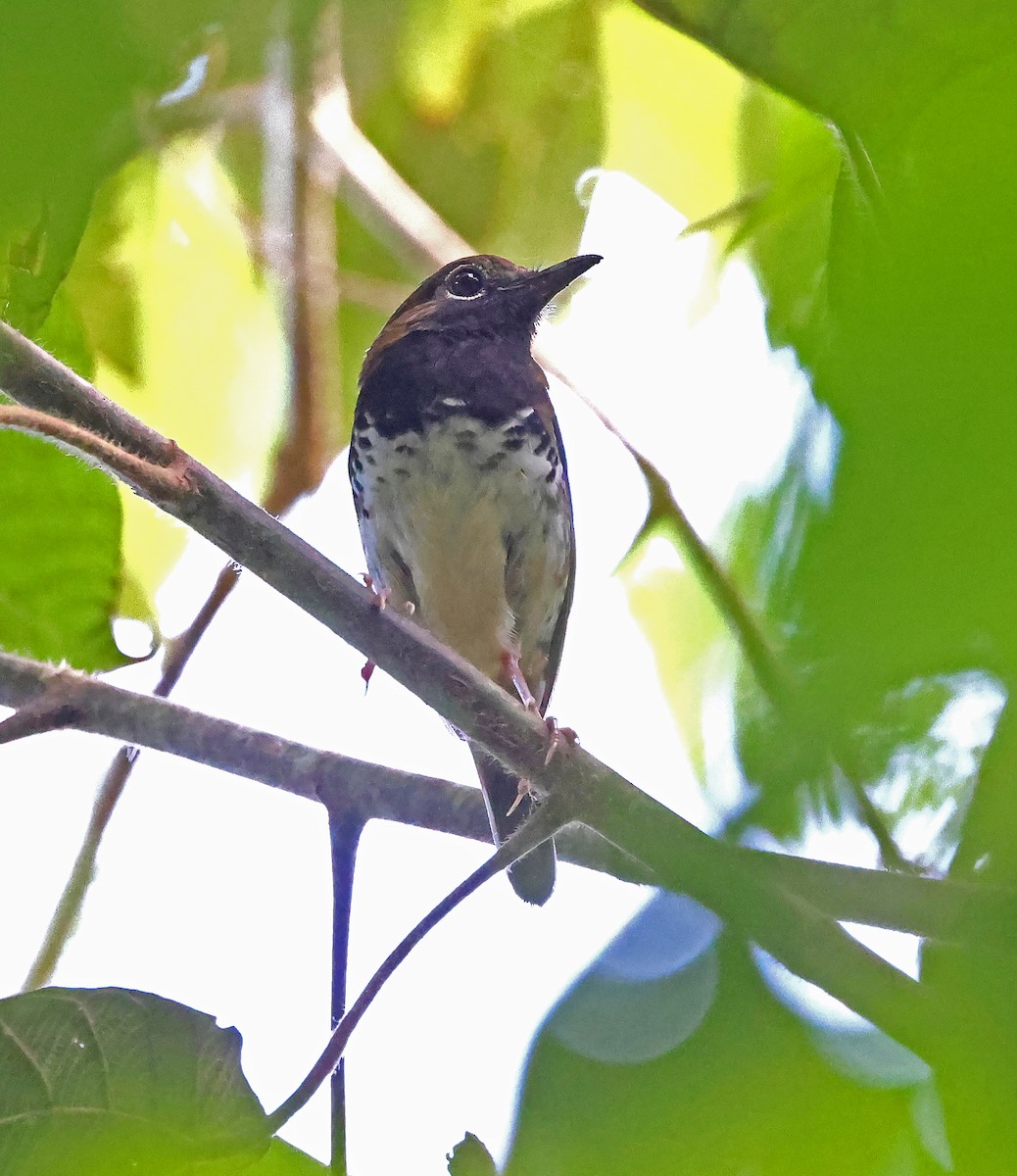 Buru Thrush - ML626922665