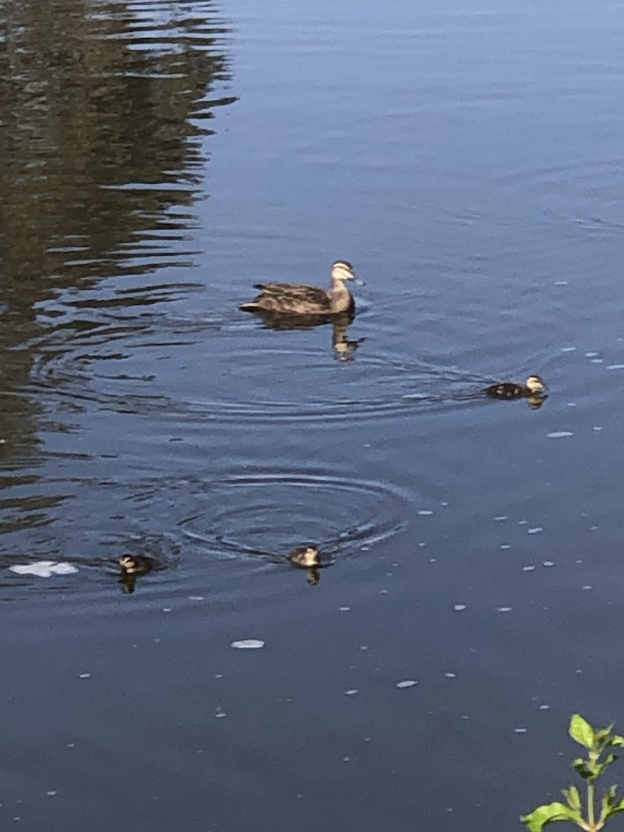 Pacific Black Duck - ML626922673