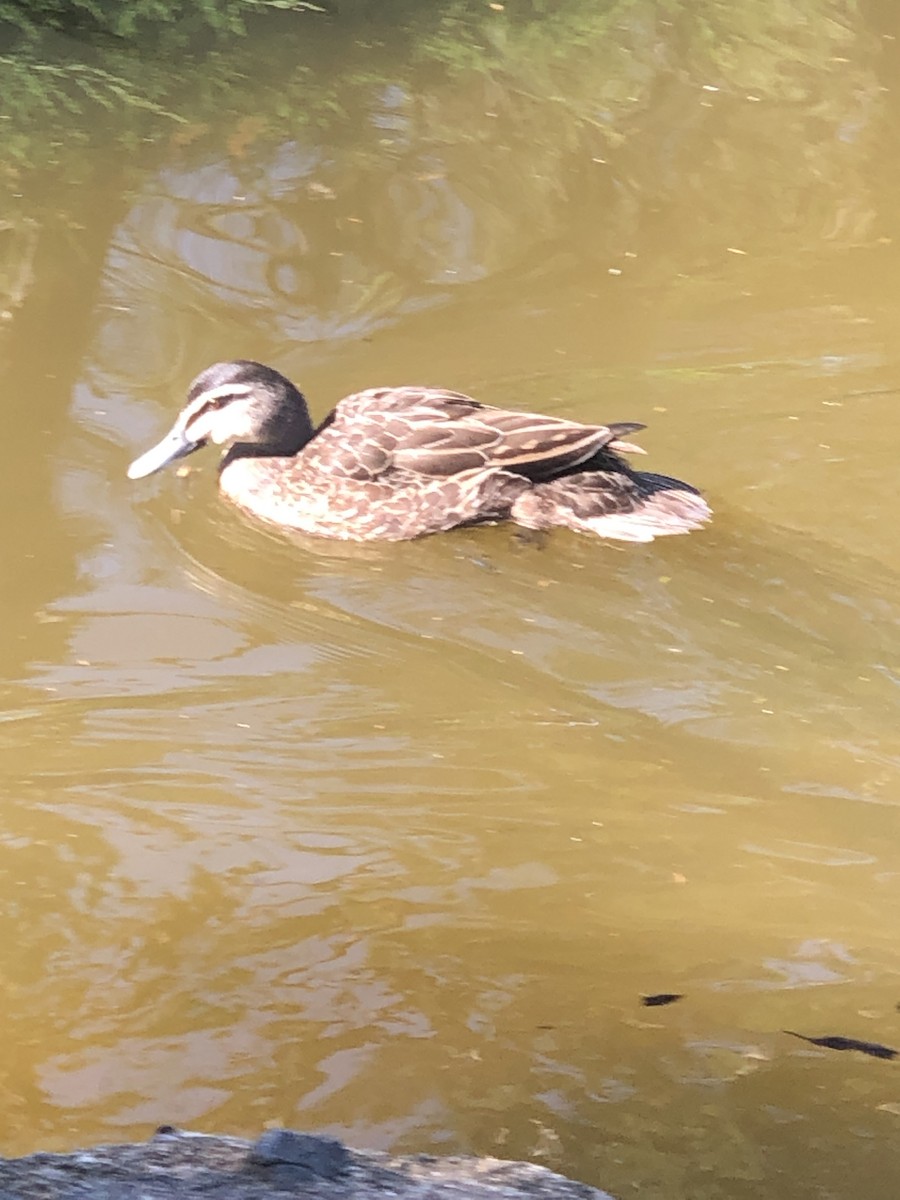 Pacific Black Duck - ML626922674