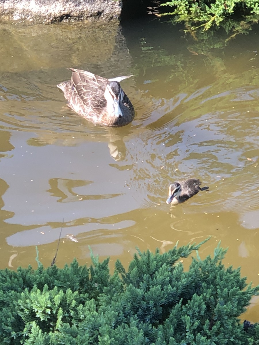 Pacific Black Duck - ML626922675