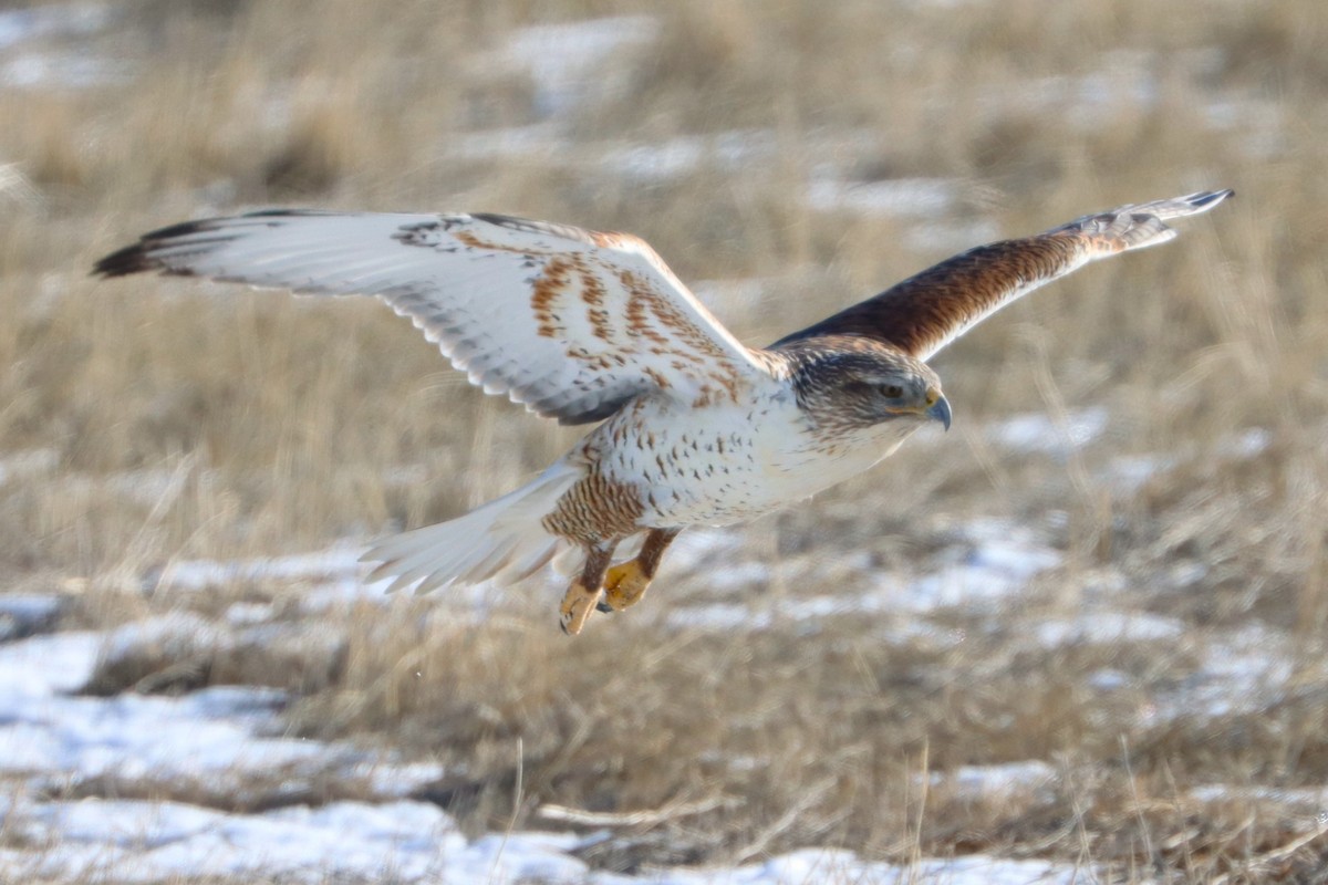 Ferruginous Hawk - ML626922768