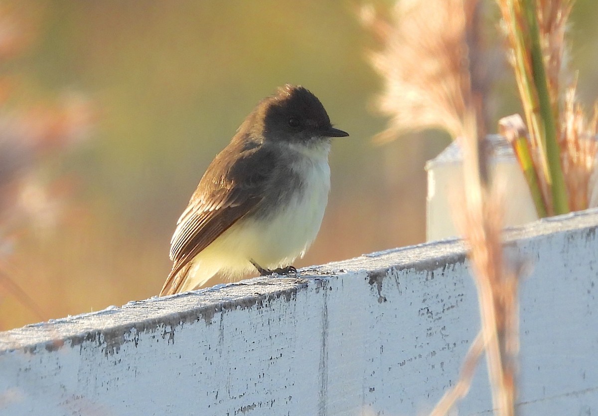 Eastern Phoebe - ML626922824