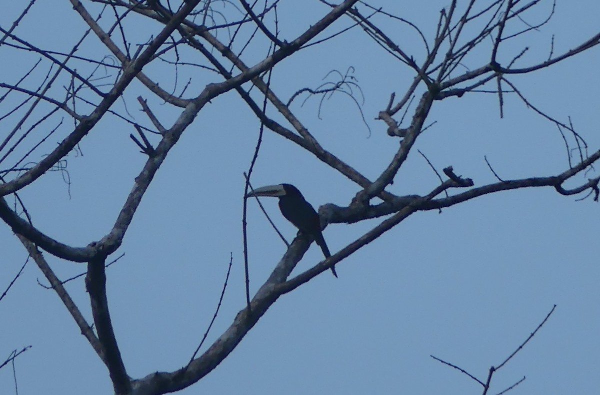 Ivory-billed Aracari (Yellow-billed) - ML626923141