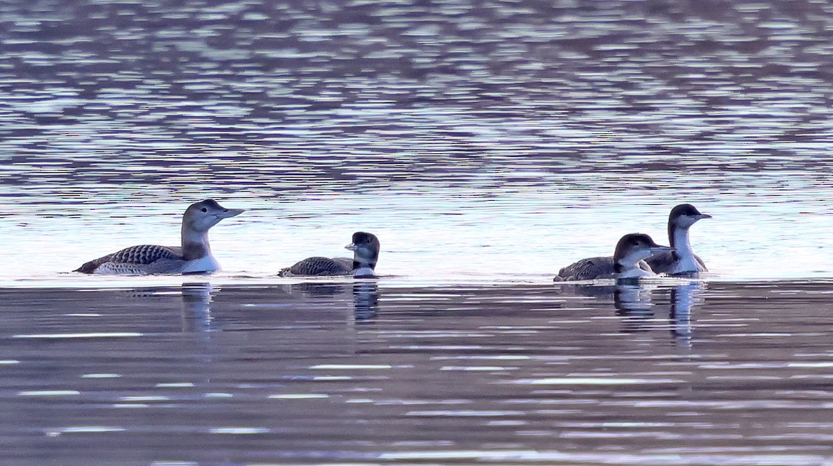 Common Loon - ML626923227