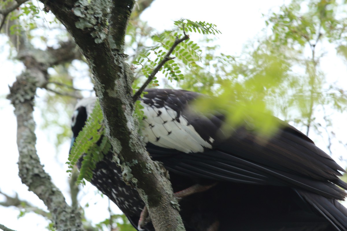 Black-fronted Piping-Guan - ML626923358