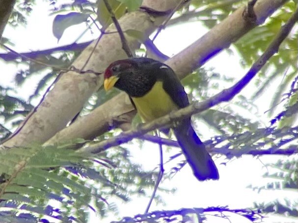 Western Yellow-billed Barbet (Western) - ML626923398