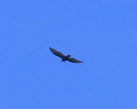 Black Vulture - ML626923421