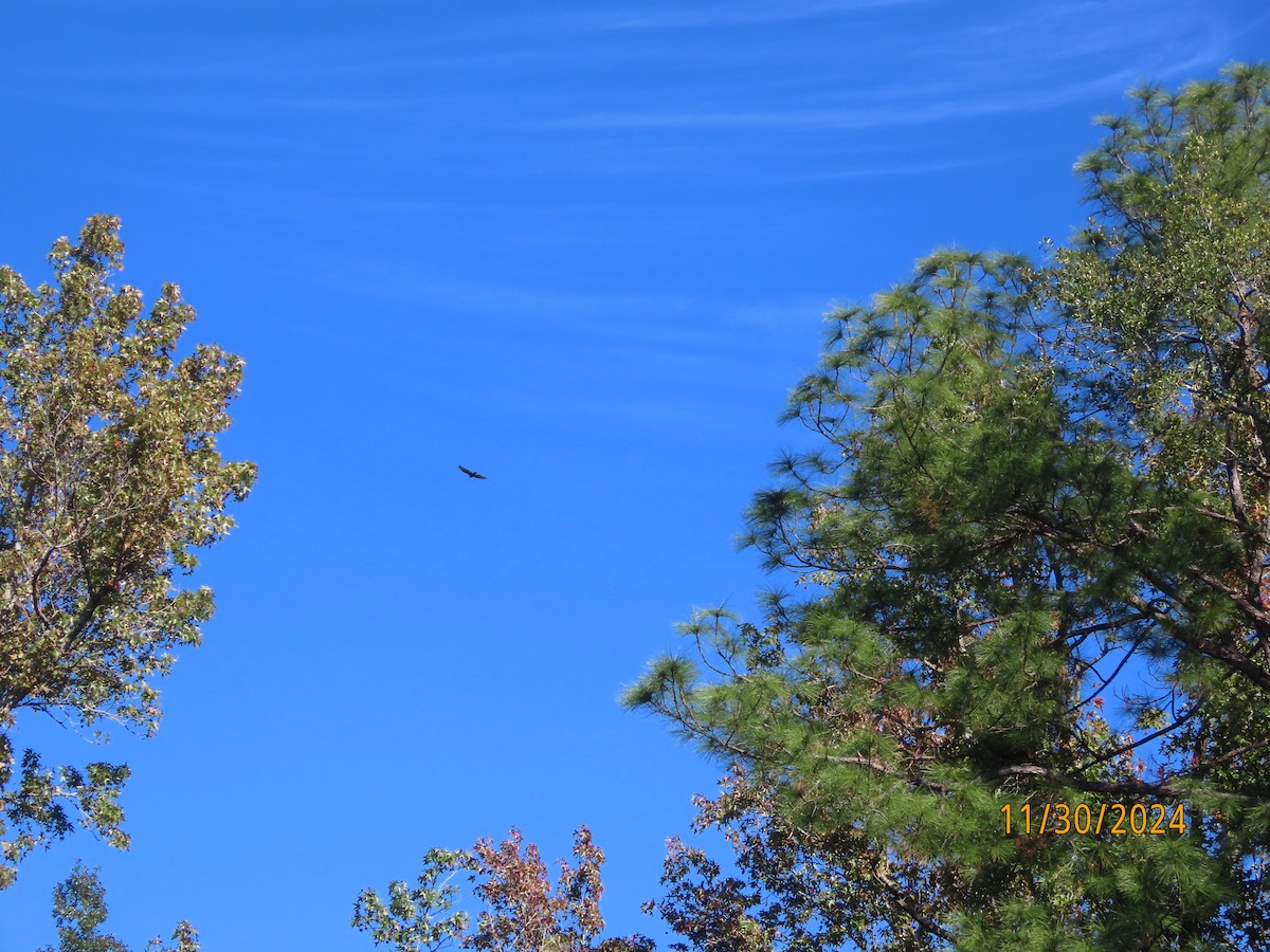 Black Vulture - ML626923422