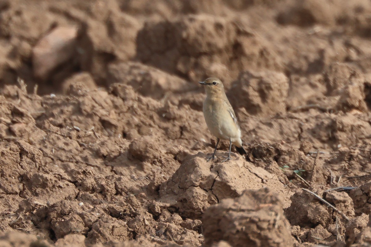 ハシグロヒタキ - ML626923511