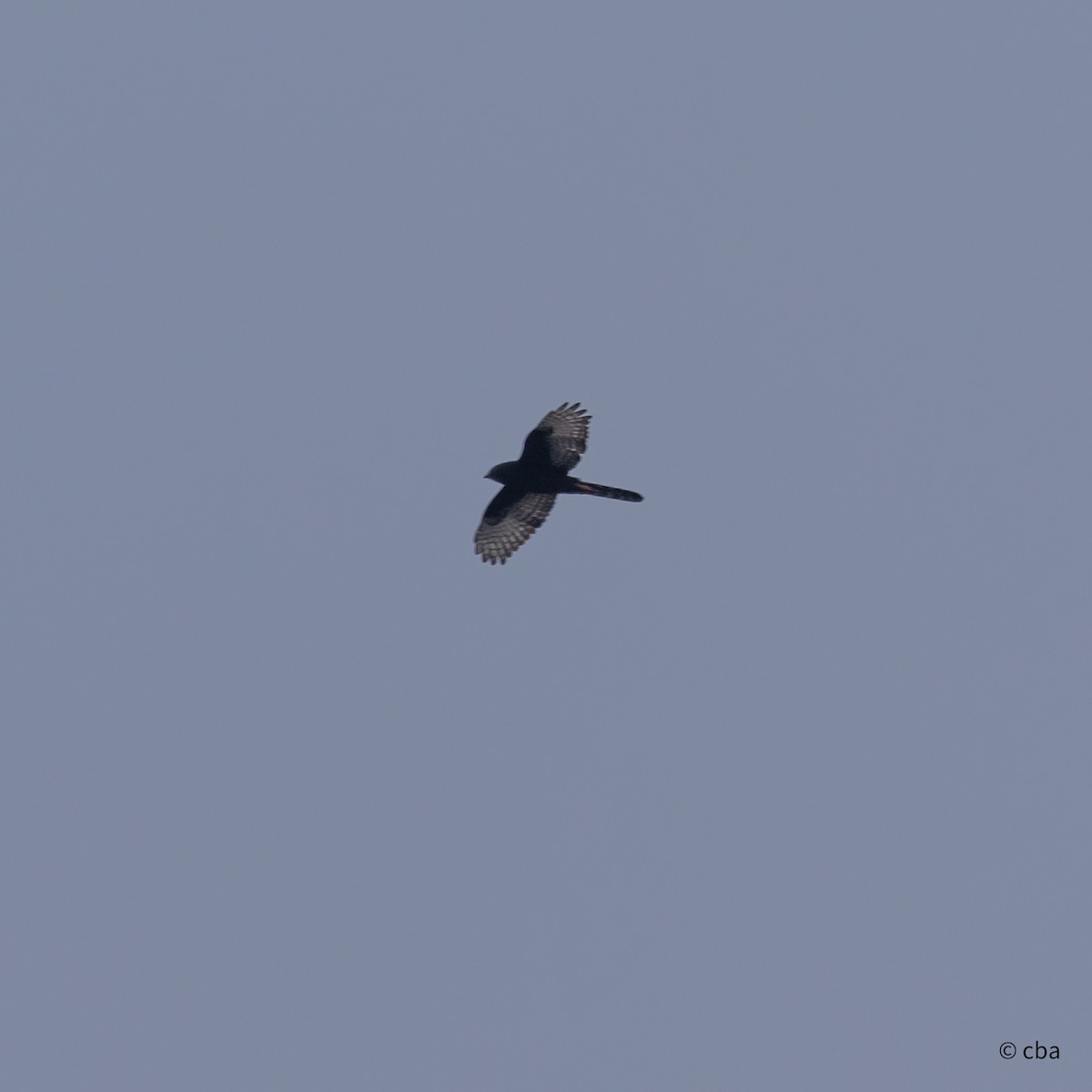 Black Goshawk - ML626923579