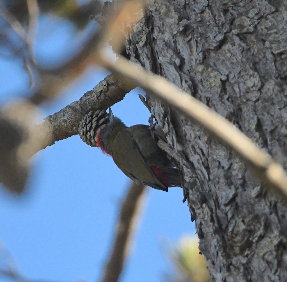 Olive Woodpecker - ML626923644